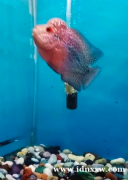 楼韩金发F3泰国