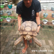 雄性苏卡达龟 完美的巨型圆顶