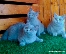 英国短毛猫3对可以选择
