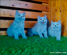 英国短毛猫3对可以选择