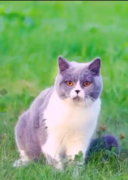 英国短毛猫进口