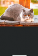 英国短毛猫进口