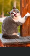 英国短毛猫进口