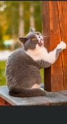 英国短毛猫进口