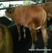 公牛小牛的小牛 4-5 每月豪华轿车佩贡西门塔尔顶级牛