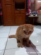 苏格兰猫