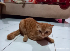 苏格兰猫