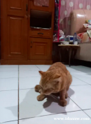 苏格兰猫