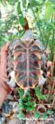 雌性巴西陆龟 15 厘米