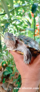 雌性巴西陆龟 15 厘米