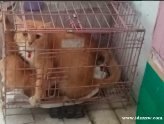 安哥拉小猫