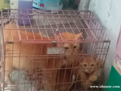 安哥拉小猫