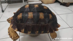 苏尔卡塔 35 厘米 CB 印度