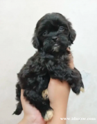 石浦小狗（Shihtzu x 贵宾犬）