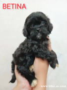 石浦小狗（Shihtzu x 贵宾犬）