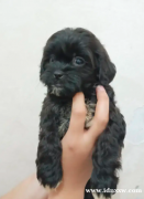 石浦小狗（Shihtzu x 贵宾犬）