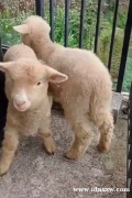 一对4个月一次的美利奴超级绵羊品种肖恩羊的小狗