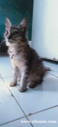 安哥拉猫