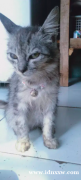 安哥拉猫