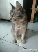 安哥拉猫