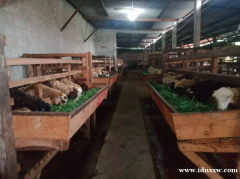 销售阿基卡绵羊山羊，阿基卡包裹，运输，纳扎尔，塔斯亚库兰等。