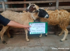 销售阿基卡绵羊山羊，阿基卡包裹，运输，纳扎尔，塔斯亚库兰等。