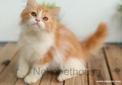 小猫波斯猫长毛中等扁鼻喜马拉雅布娃娃 104
