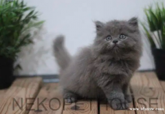 小猫波斯猫长毛中等扁鼻喜马拉雅布娃娃 104