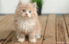 小猫波斯猫长毛中等扁鼻喜马拉雅布娃娃 104