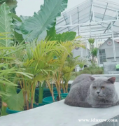 BSH进口俄罗斯英国短毛猫蓝色PEDWCF层保证