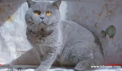 BSH进口俄罗斯英国短毛猫蓝色PEDWCF层保证