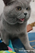 BSH进口俄罗斯英国短毛猫蓝色PEDWCF层保证