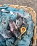 罗罗汉椋鸟尼亚斯