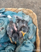 罗罗汉椋鸟尼亚斯