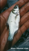 2指小，超级生成