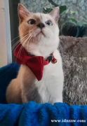 英国短毛猫BSH，真帅蓝眼睛