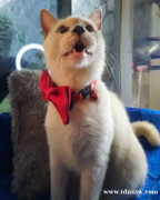 英国短毛猫BSH，真帅蓝眼睛