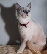 英国短毛猫BSH，真帅蓝眼睛