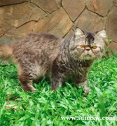 波斯猫极限峰鼻