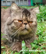 波斯猫极限峰鼻