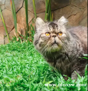 波斯猫极限峰鼻