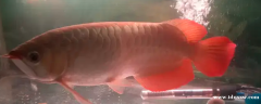 金龙鱼超级红半短体