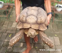 雄性苏卡达龟 完美的巨型圆顶