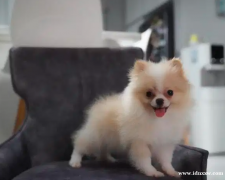 高品质博美犬 Pomeranian Minipom 犬