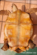 雄性苏卡达陆龟 42cm