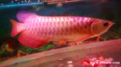 金红色 龙鱼 55 x15 cm