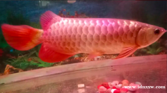 金红色 龙鱼 55 x15 cm