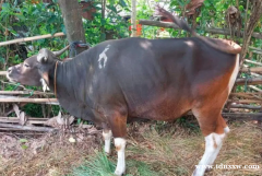 古邦巴厘岛牛 250 公斤活称重准备施舍庆祝作品