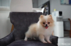 高品质博美犬 Pomeranian Minipom 犬