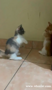Open Adopt Kitten Munchkin 小步舞